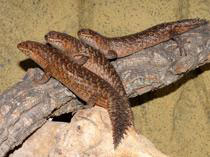 Egernia stokesii